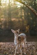 Ein Rehkitz im Wald bei sonnigem Wetter