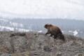 Ein Grizzly-Bär mit zwei Bärenjungen läuft einen Bergkamm entlang